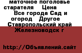 маточное поголовье старателя  › Цена ­ 3 700 - Все города Сад и огород » Другое   . Ставропольский край,Железноводск г.